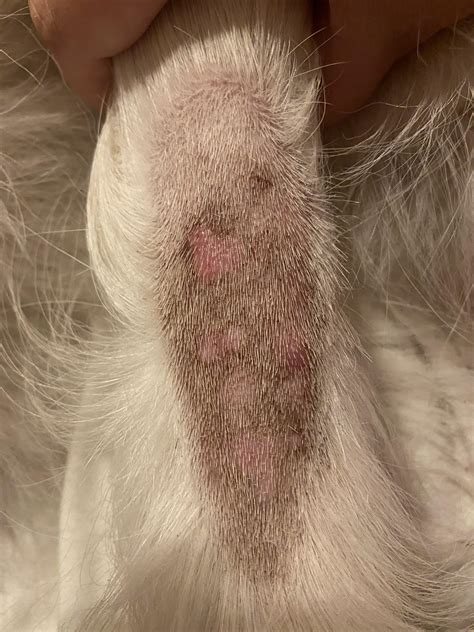 Skin Rash On Tail Rgoldenretrievers