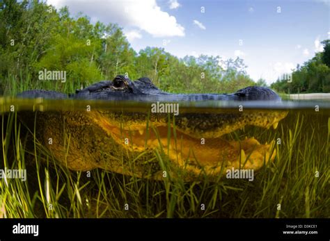 American Alligator Alligator Mississipiensis Split Over And Under
