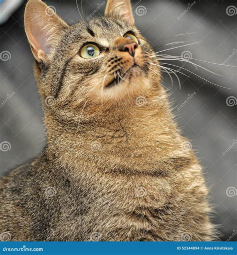 Brown Tabby European Shorthair Cat Stock Photo Image Of Mackerel