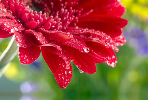 Red Daisy Gerbera Close Up Rose Flower Water Drops