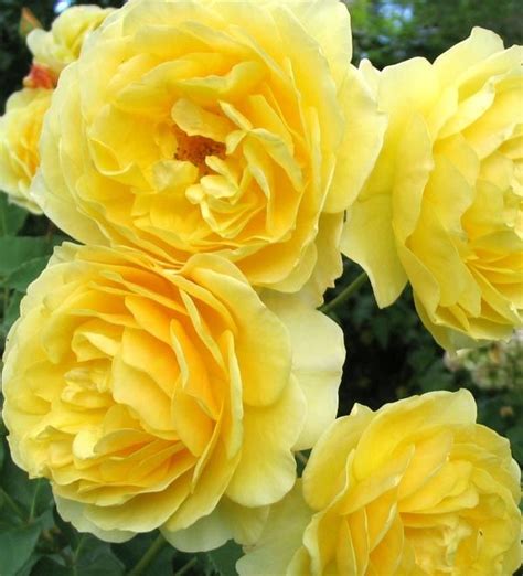 Old English Yellow Garden Roses Hybrid Tea Roses Yellow Roses Flowers