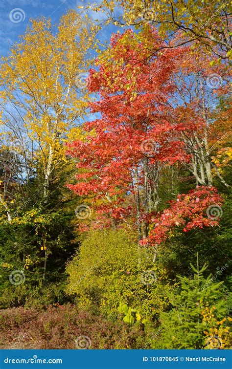 Fall Foliage Tree Colors Against Blue Sky Stock Image Image Of Trees