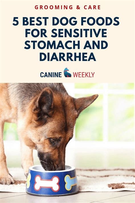 It contains limited ingredients to minimize. 5 Best Dog Foods for Sensitive Stomach and Diarrhea [2020 ...
