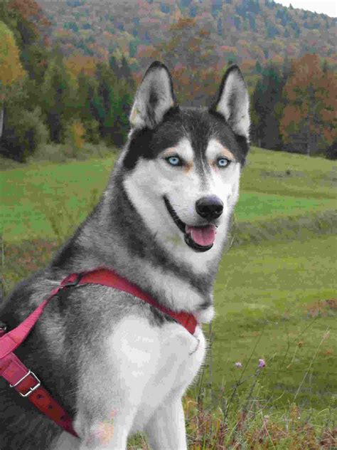 Interview, approval, contract and adoption fee. Husky Puppies For Adoption: The Siberian Husky History