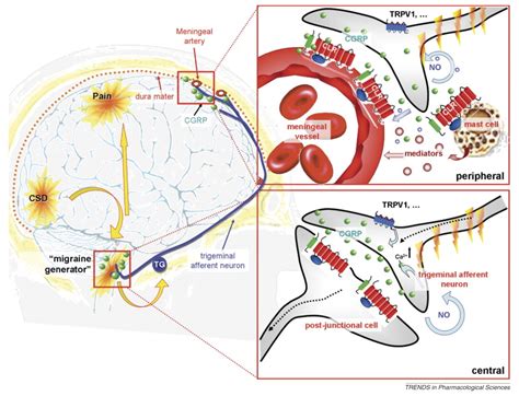 Cgrp Antagonists Unravelling The Role Of Cgrp In Migraine Trends In Pharmacological Sciences