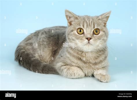British Shorthair Tabby Cat