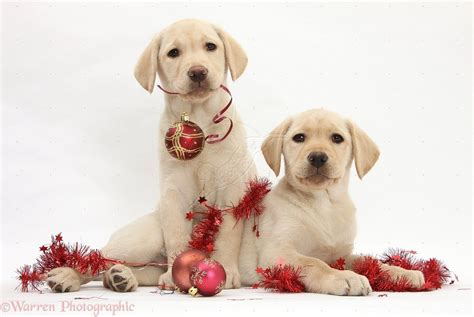 Christmas Labs Yellow Labrador Puppy Labrador Retriever Labrador