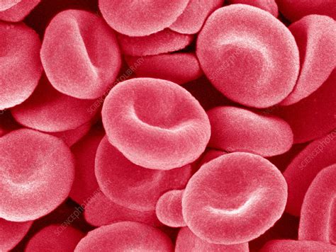 Red Blood Cells Sem Stock Image P2420398 Science Photo Library