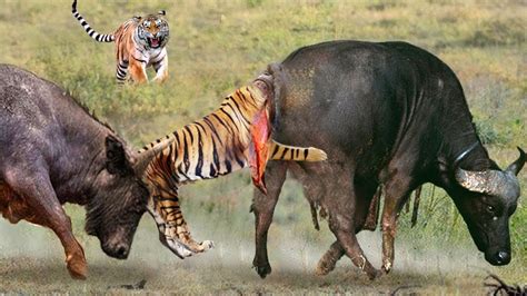 Amazing Fierce Buffalo Attacks Tigers To Win Teammates And Tragic End