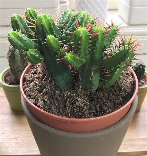 They are tolerant to drought so don't worry about troubles with watering. plant health - Does an injured succulent require ...