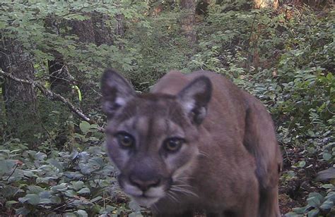 More Cougar Sightings Within North Oregon Coast Town Police Urge Caution