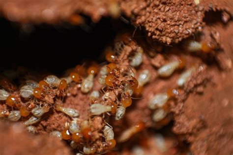 Termite Mounds Architectural Marvels Balancing Strength And Porosity