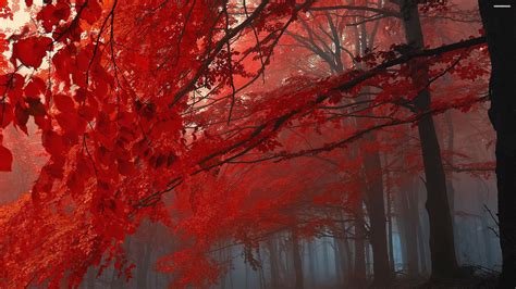 Red Tree Wallpaper 4k One Year In The World