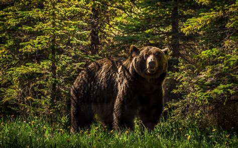 Grizzly Bear Forest Wallpaper 2560x1600 125286 Wallpaperup
