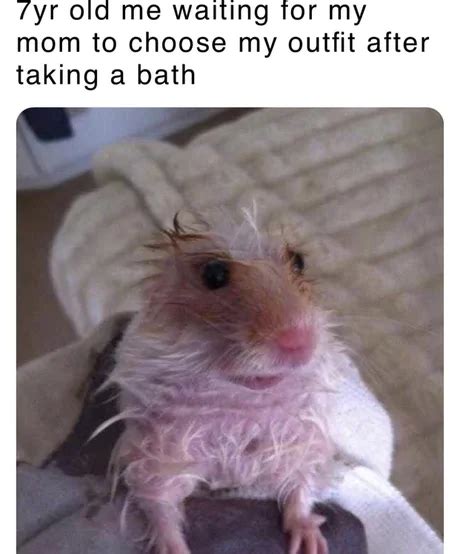 25 Adorable Hamster Memes That Will Surely Brighten Your Day All In