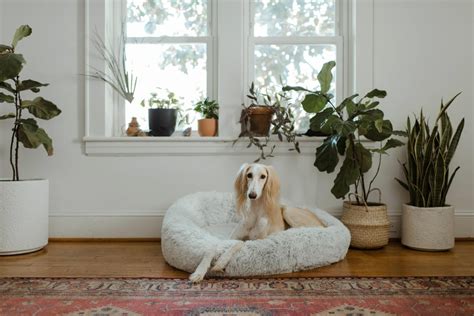 Why Do Dogs Dig In Their Beds Sleeping Rituals Explained Dogster