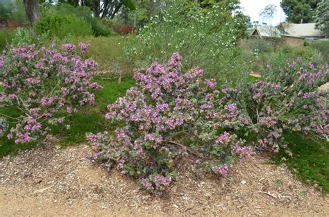 Any of several other australian shrubs with fruits said to be eaten by emus. Eremophila cuneifolia - Emu Bush | Gardening With Angus