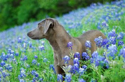 Blue Lacy Puppies For Sale / Blue Lacy Dog Breeders