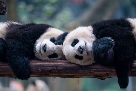 San Diego Zoo Could Be First In Us To Get Pandas From China Again