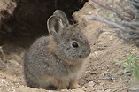 Don't Get Bit — The volcano rabbit (Romerolagus diazi), also known...