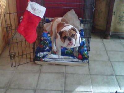 After the dogs have received medical treatment, taf pa. MidAtlantic Bulldog Rescue - English Bulldog Rescue in NJ ...