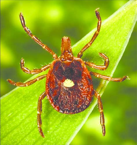 Adult Female Amblyomma Americanum Lone Star Tick Download