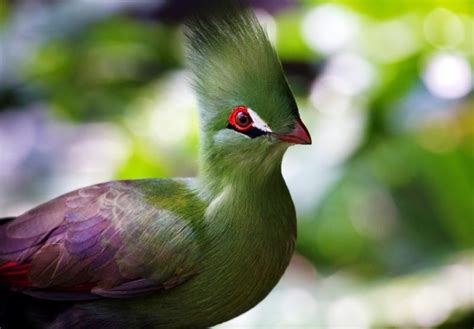 The 10 Most Beautiful Exotic Birds In The World