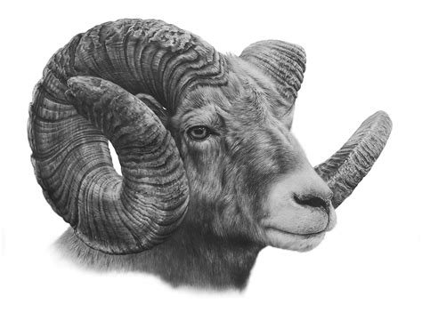 Ram Drawing Reference And Sketches For Artists