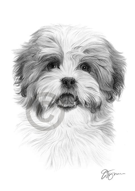 Puppy sketch free vector we have about (12,283 files) free vector in ai, eps, cdr, svg vector illustration graphic art design format. SHIH TZU dog art A4 size signed pencil drawing artwork print Pet Portrait | eBay