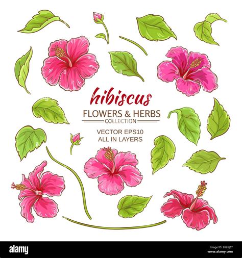 Hibiscus Vector Set Stock Photo Alamy
