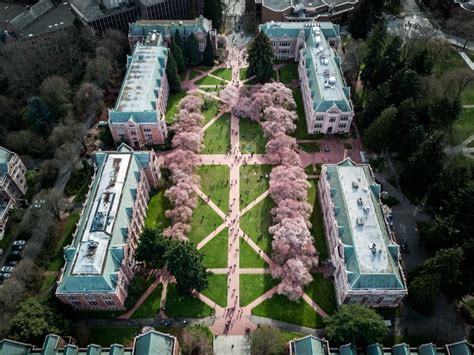 Uw Welcomes Visitors To See Peak Cherry Blossoms This Month Seattle