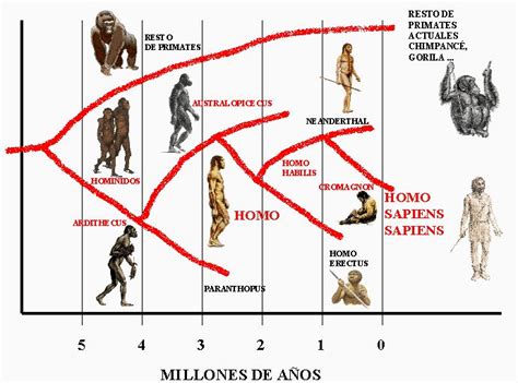 Cronologia Evolución Humana Cronología Hominidos