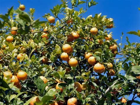 Care Of Hardy Citrus Growing Citrus Trees In Cold Climates