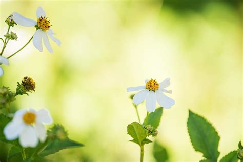 White Flower Background 3613508 Stock Photo At Vecteezy