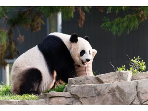 Pregnant Panda National Zoo Giving Mei Xiang Privacy Patch