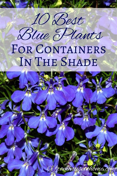 Typically 8 to 12 inches tall, annual vincas grow well in hanging baskets, containers, beds and borders. Shade Container Plants: 10 of the Best Blue Annuals For ...