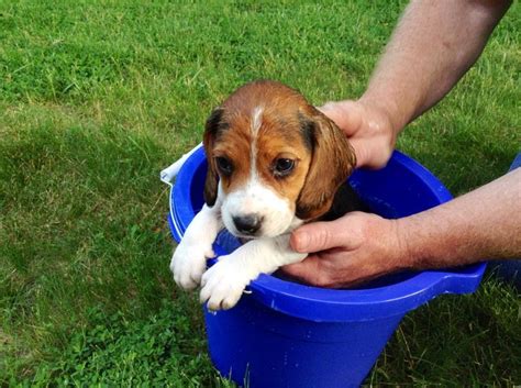The ideal temperature is 98.6°f (between 37°c and 38°c). Adorable cats and dogs who really hate bath time (40 pics ...