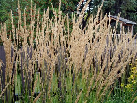 Avalanche Feather Reed Grass