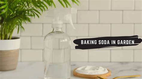 Baking Soda In Garden Top 5 Uses Of Baking Soda Hacks In Gardening