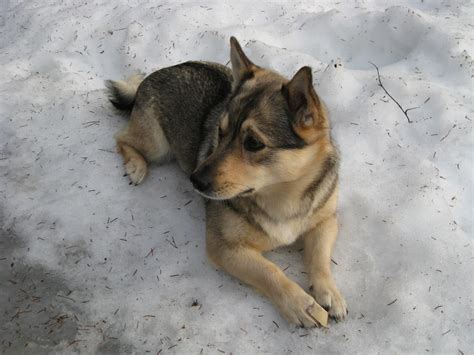 Swedish Vallhund By Piikkisika On Deviantart