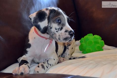 Great savings & free delivery / collection on many items. Great Dane puppy for sale near Eastern NC, North Carolina ...