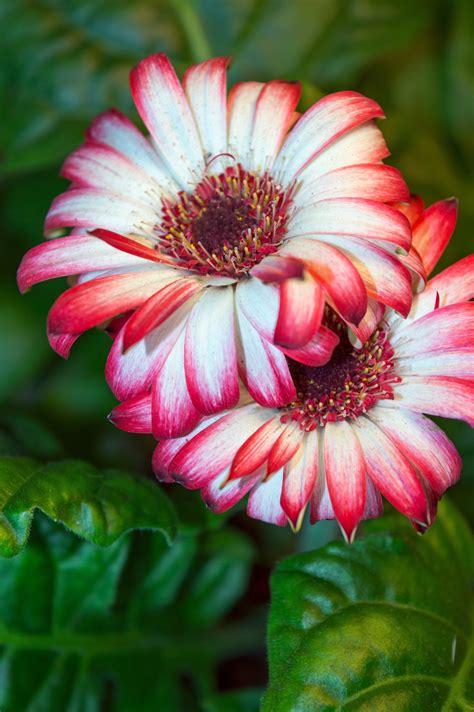 Free Images Petal Botany Closeup Flora Wildflower