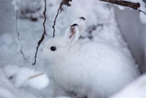 6 Hokkaido Animals That Hide In Snow All About Japan