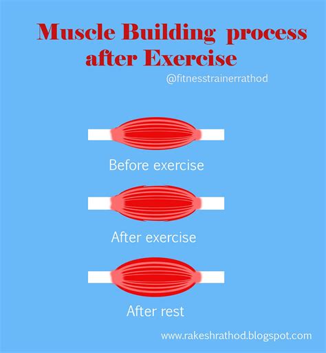 Different Stages Of Muscle Breakdown By Personal Fitness Trainer In