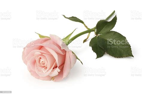 Pink Rose Isolated Stock Photo Download Image Now Istock