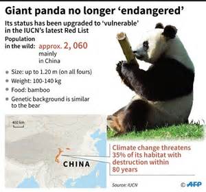 Giant Pandas No Longer Endangered In China Iucn Daily Mail Online