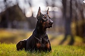 The 7 Best Guard Dogs to Protect Your Home and Family