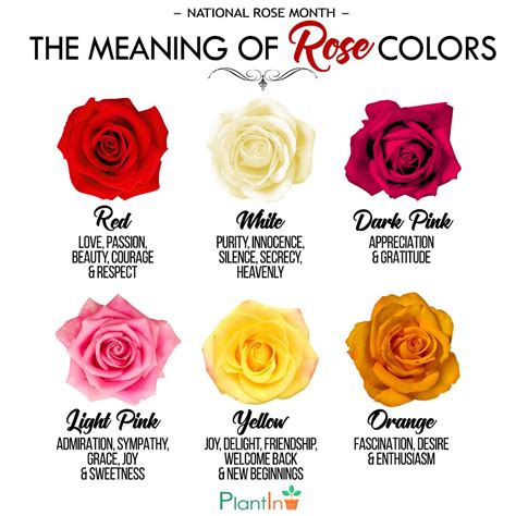 Rose Colors Easy Plants Rose Color Meanings Plant Care
