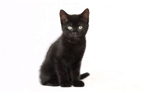 A japanese and english cover of diamond flower, the opening to black cat. Cultures That Think Black Cats Are Lucky: These Kitties ...