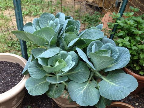 How to plant collard greens depending on where you live in the south. You can grow collards in a pot! (With images) | Food ...